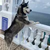 husky_chico
