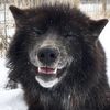 bigbadwuff