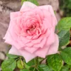 rosyoliv.com2