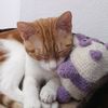 miyo.michu