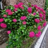 launica_2023