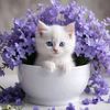 ayhan28724