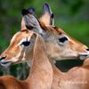 noor.alnoor25