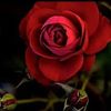 maha.ibrahem591