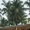 nyong_aga_59