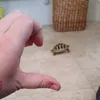 blorbus.shmorbus
