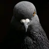 pigeon28283637