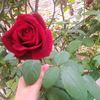 jihan.hoblos