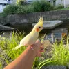 syoji75