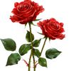 mawar1__