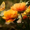 rana_adnan005