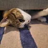 willow_treei