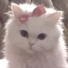 cutieara01