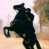 abbashaidere