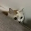 bun_tongtaikohai