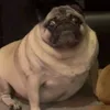 mr.pug107
