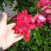 esra6565ovet