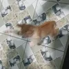 nguoiluoimuon_quetdinh