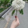 saricicek86