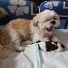 tara.hussein62