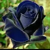 nehan0030
