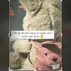 honghacuttisomottgegioi