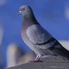 makaronn778