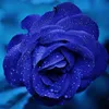 nmb_maruk