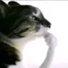 zizizizizizi98