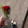 massa_338