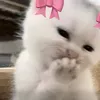 chatgptfr3