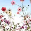 rosas.795