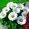 abdullayeva00065