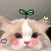 softiemarshmallowww