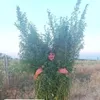 clenosos22