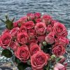 toti_5i