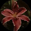 liliffgirl