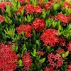 natureza830
