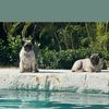pugs305
