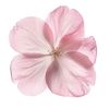 cherrybllllossom