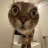 therealcatto