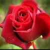 bafraw_hawrami