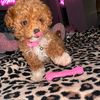 princessssssscoco