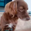dalcora7