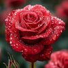 user947016060166