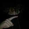 brennanprince8