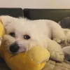 noturrlemon
