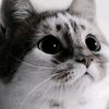 ilham_khoirul080806