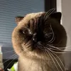 cobeparrot