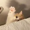lliejy